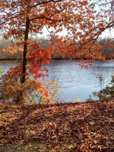 Pocomoke River State Park: Milburn Landing - Pocomoke City, MD