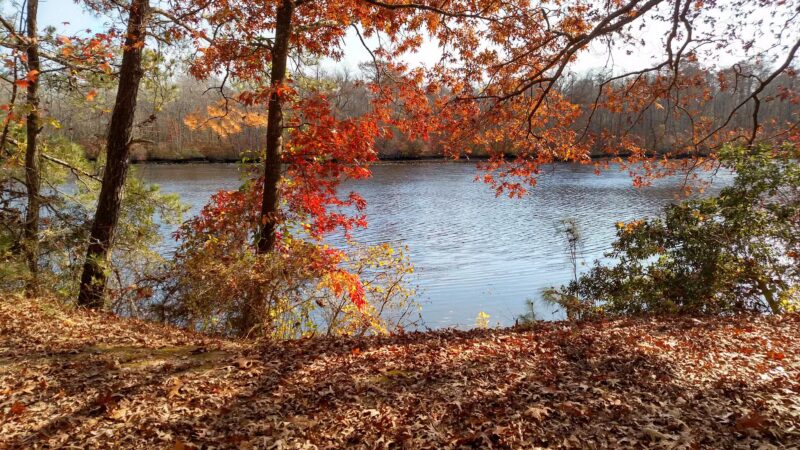 Pocomoke River State Park: Milburn Landing - Pocomoke City, MD