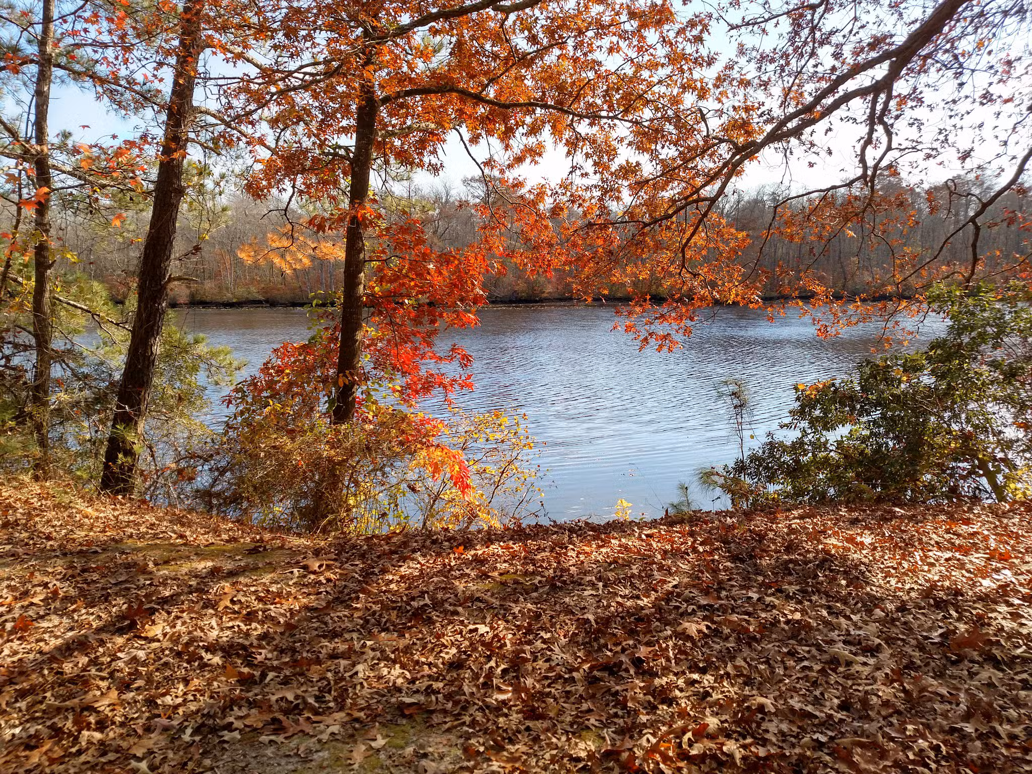 Pocomoke River State Park: Milburn Landing - Pocomoke City, MD