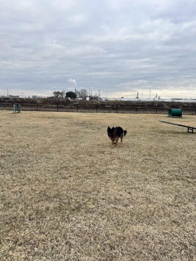 West Baton Rouge Dog Park - Port Allen, LA