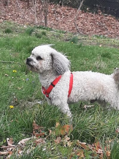 Abendroth Park - Port Chester, NY