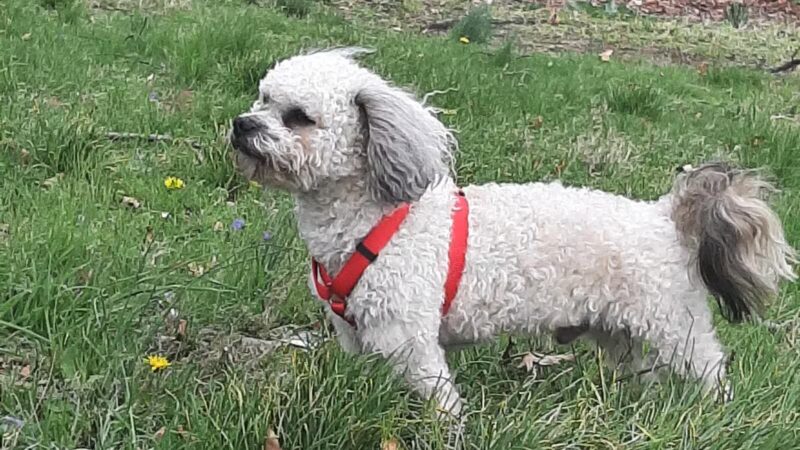 Abendroth Park - Port Chester, NY