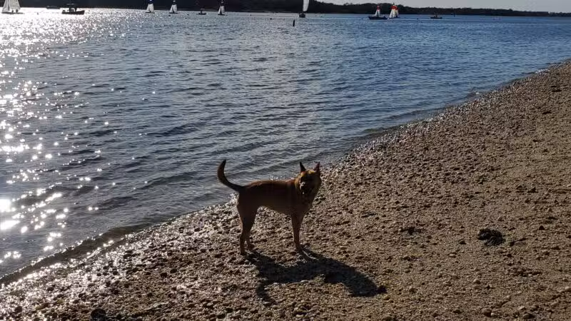Port Jefferson Dog Beach - Port Jefferson, NY