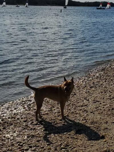 Port Jefferson Dog Beach - Port Jefferson, NY