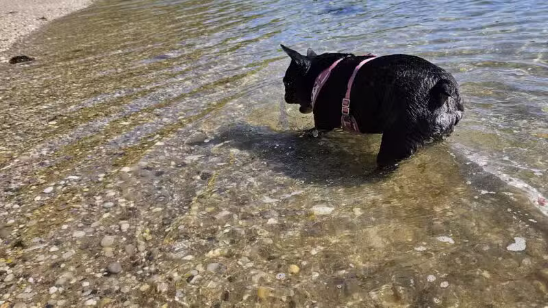 Port Jefferson Dog Beach - Port Jefferson, NY