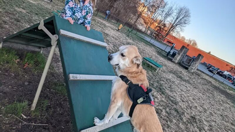 Port Jervis Dog Yard - Port Jervis, NY