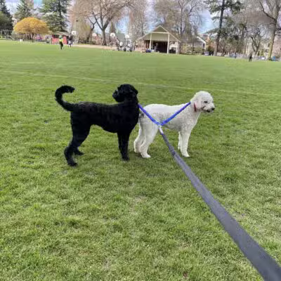 Wallace Dog Park - Portland, OR
