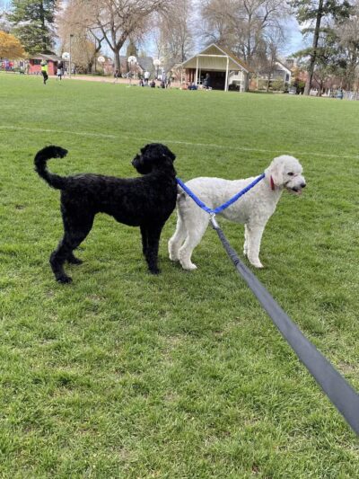 Wallace Dog Park - Portland, OR