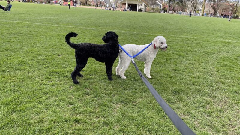 Wallace Dog Park - Portland, OR