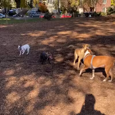 Wallace Dog Park - Portland, OR