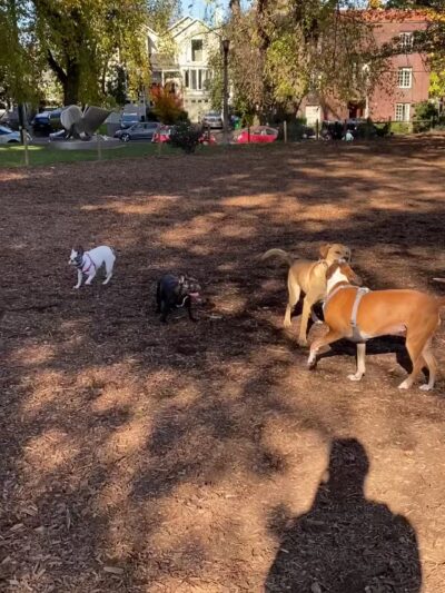 Wallace Dog Park - Portland, OR