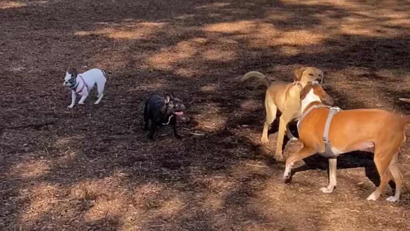 Wallace Dog Park - Portland, OR