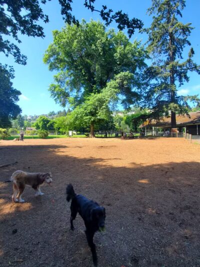 Wallace Dog Park - Portland, OR