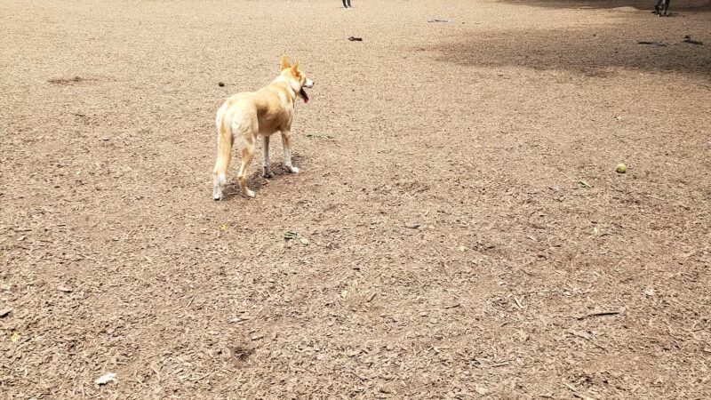 Wallace Dog Park - Portland, OR