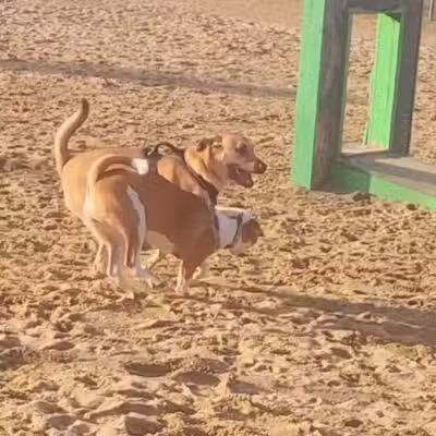 Portsmouth Dog Park - Portsmouth, NH