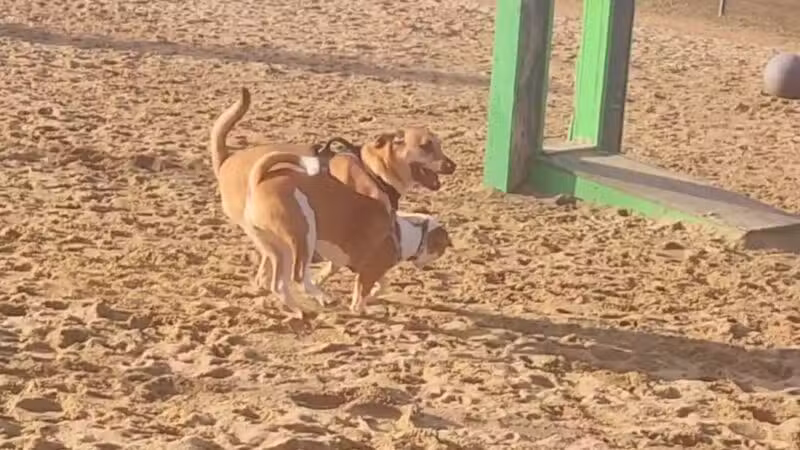 Portsmouth Dog Park - Portsmouth, NH