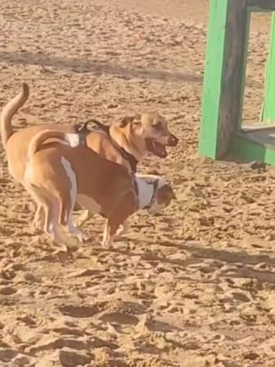 Portsmouth Dog Park - Portsmouth, NH