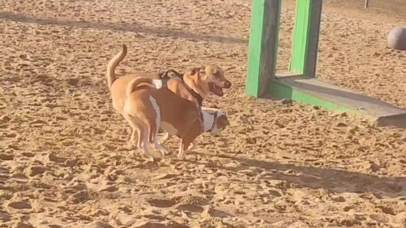 Portsmouth Dog Park - Portsmouth, NH