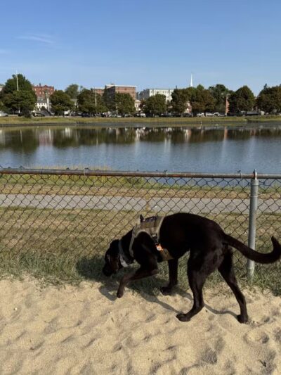 Portsmouth Dog Park - Portsmouth, NH