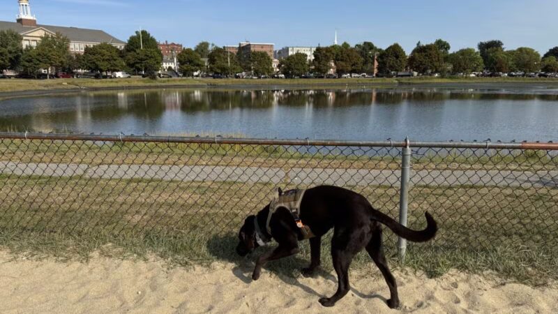 Portsmouth Dog Park - Portsmouth, NH