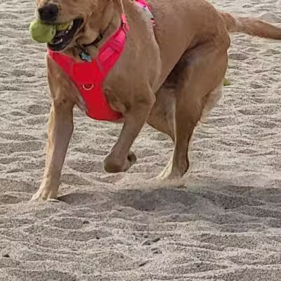 Portsmouth Dog Park - Portsmouth, NH
