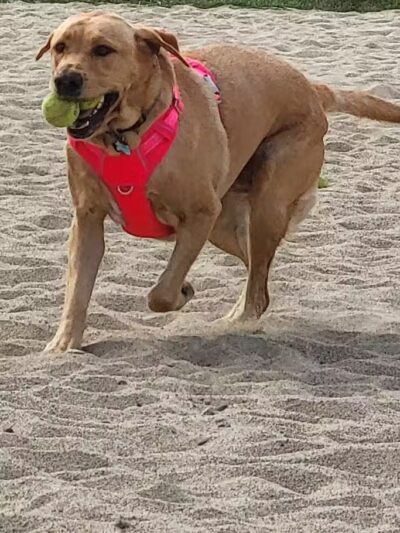 Portsmouth Dog Park - Portsmouth, NH