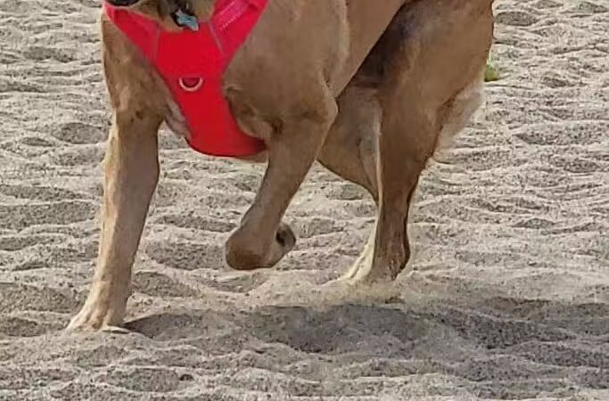 Portsmouth Dog Park - Portsmouth, NH