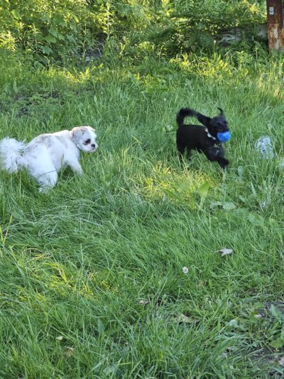 Potsdam Community Dog Park - Potsdam, NY
