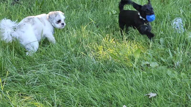 Potsdam Community Dog Park - Potsdam, NY