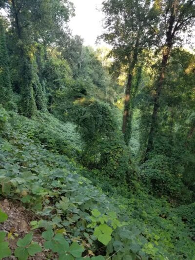 Cooter's Pond Dog Park - Prattville, AL