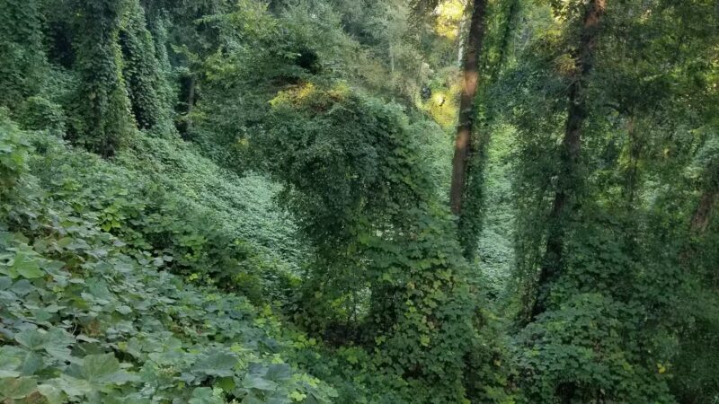 Cooter's Pond Dog Park - Prattville, AL