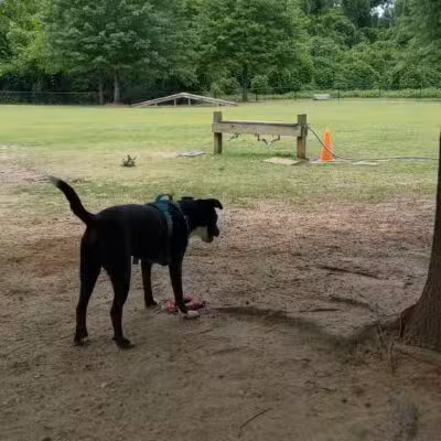 Cooter's Pond Dog Park - Prattville, AL