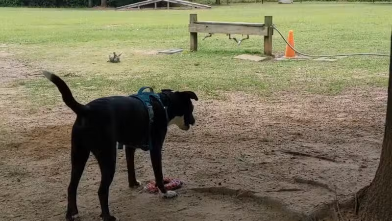 Cooter's Pond Dog Park - Prattville, AL