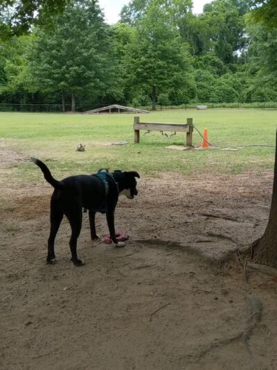 Cooter's Pond Dog Park - Prattville, AL