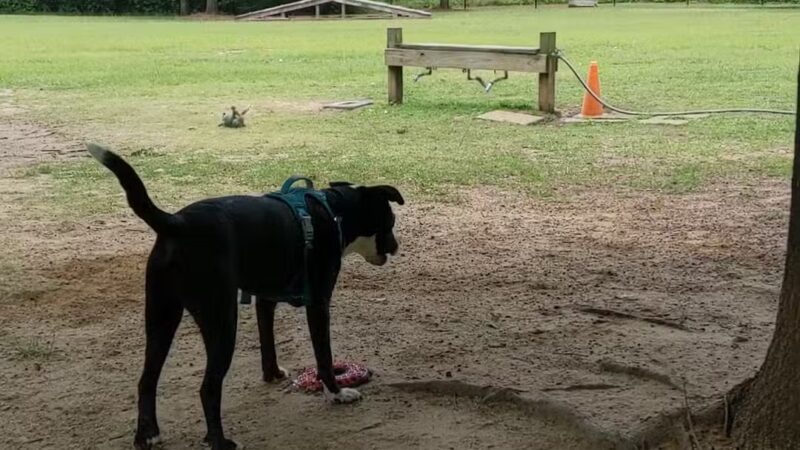 Cooter's Pond Dog Park - Prattville, AL