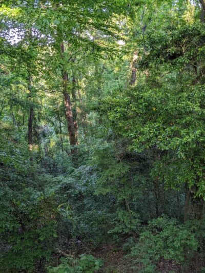 Cooter's Pond Dog Park - Prattville, AL