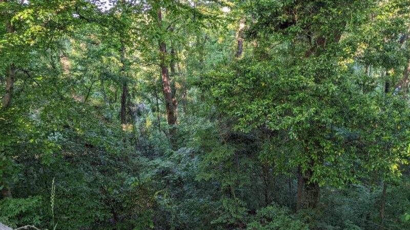 Cooter's Pond Dog Park - Prattville, AL
