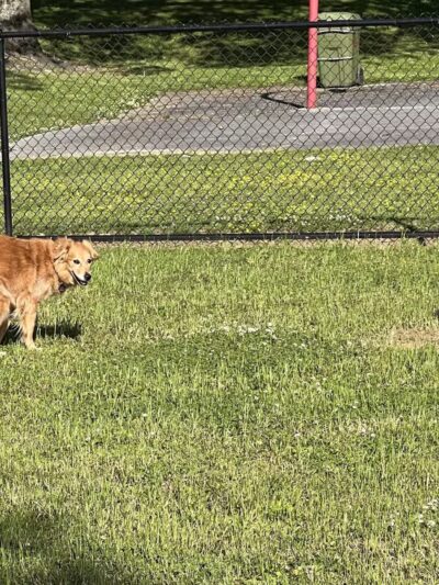 Pleasant Run Dog Park - Pulaski, TN