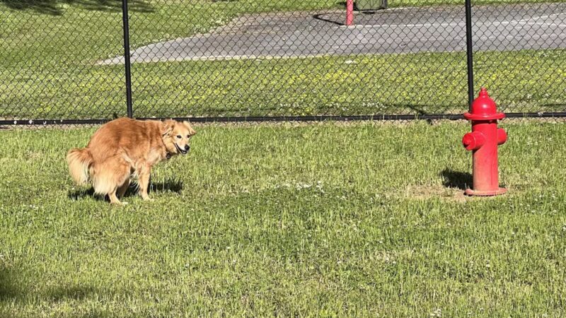 Pleasant Run Dog Park - Pulaski, TN