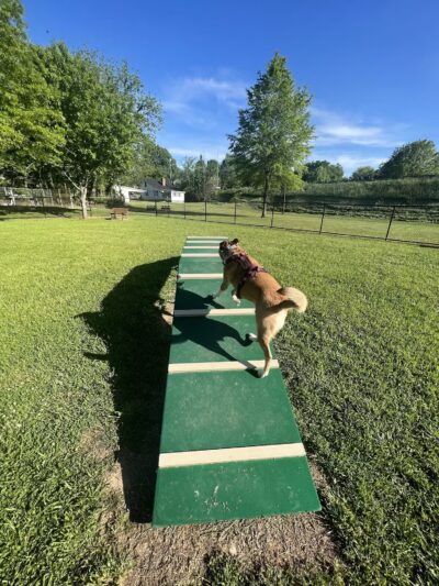 Pleasant Run Dog Park - Pulaski, TN