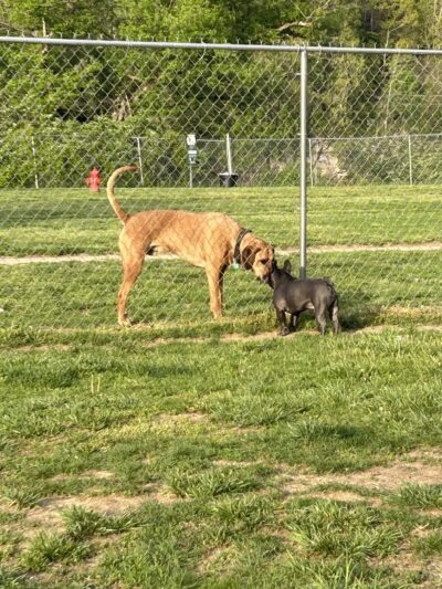 Sparky's Run Dog Park - Radford, VA