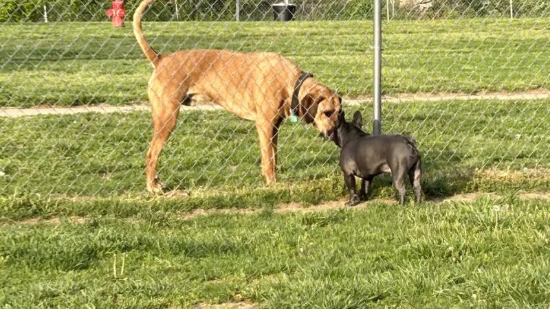 Sparky's Run Dog Park - Radford, VA