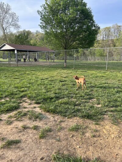 Sparky's Run Dog Park - Radford, VA