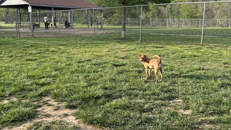 Sparky's Run Dog Park - Radford, VA