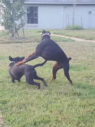 Sparky's Run Dog Park - Radford, VA