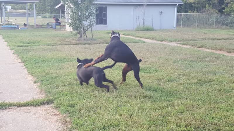 Sparky's Run Dog Park - Radford, VA