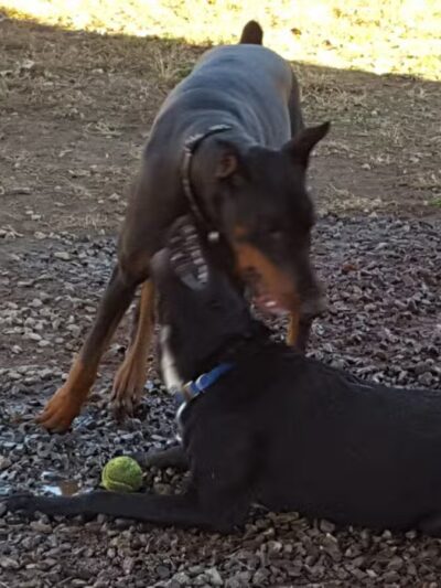 Sparky's Run Dog Park - Radford, VA