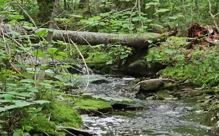 Appalachian Trail Piazza Rock Trail Head at Main St, ME Rt 4 - Rangeley, ME