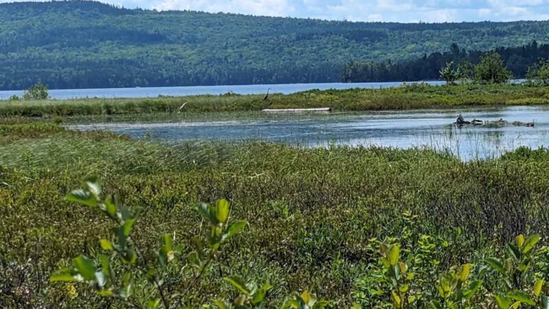 Cupsuptic Lake Trail - Rangeley, ME