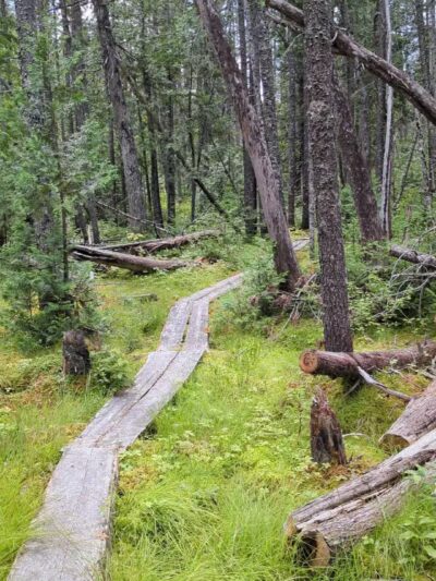 Cupsuptic Lake Trail - Rangeley, ME
